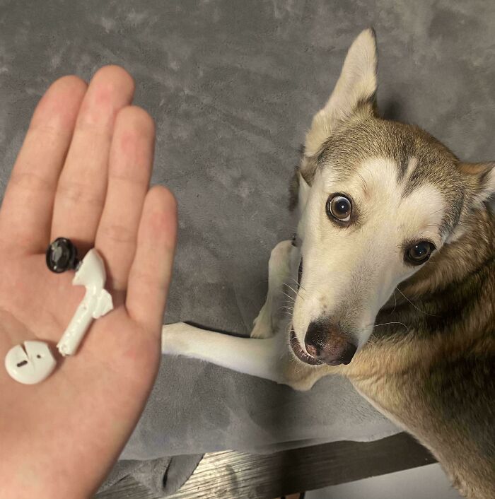 A chaotic pet dog looking up after chewing and breaking a white wireless earbud into pieces on a gray couch.