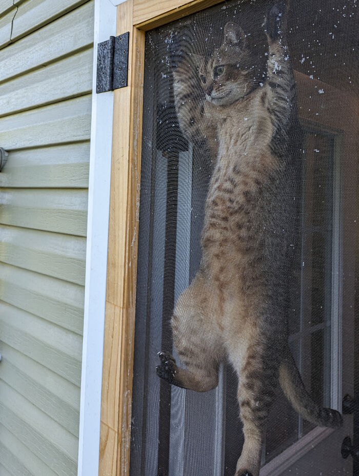 Tabby cat climbing a screen door, showing chaotic pets causing mischief and being a playful menace at home.