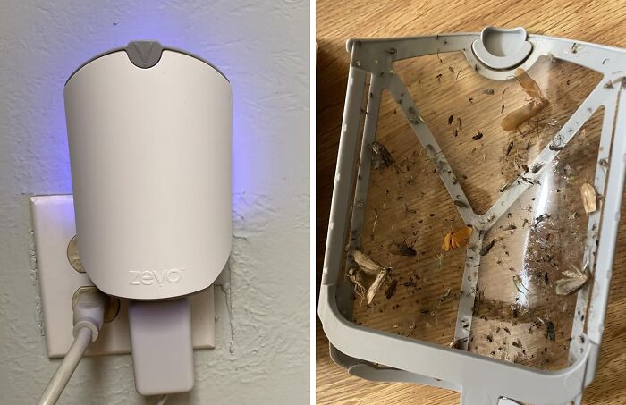 Zevo insect trap plugged into outlet with close-up of captured bugs and moths on plastic cover burning up Amazon.