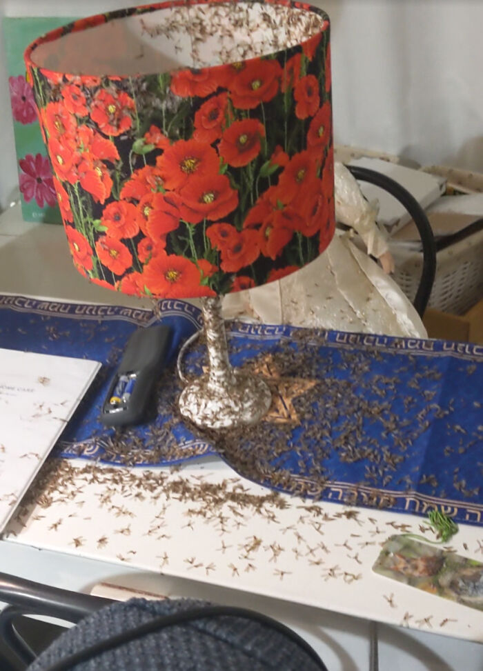 A swarm of insects covering a floral lampshade and table, showing nature stopping people in their tracks.