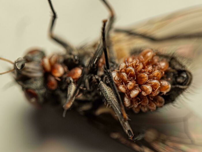 Close-up of a fly covered in parasitic larvae, showcasing a terrifying moment nature stopped people in their tracks.