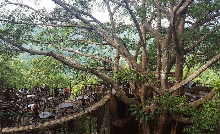 Outdoor treehouse cafe with wooden walkways and seating surrounded by lush greenery showcasing genius things some countries do.
