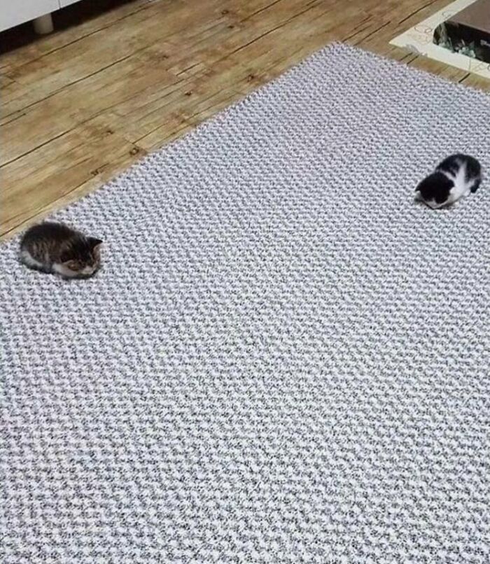Two of the cutest cats curled up separately on a textured gray carpet in a cozy wooden floor room.