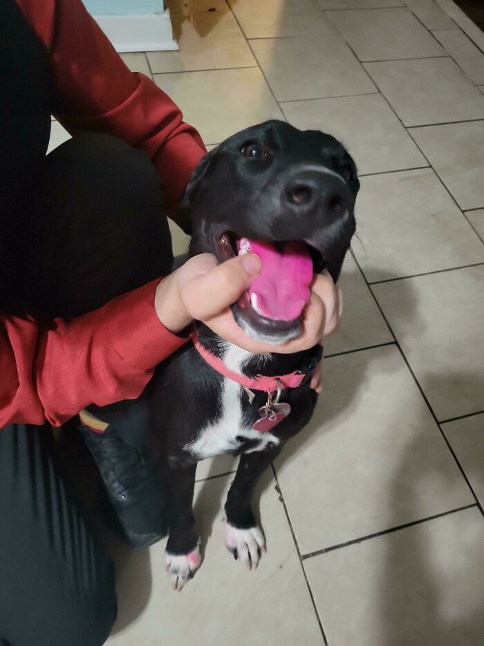 Black and white dog being playful and chaotic, held by person wearing red shirt on tiled floor indoors.