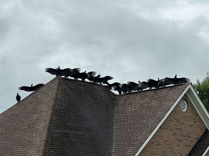 A flock of birds perched on a rooftop edge creating a terrifying nature moment that stopped people in their tracks.
