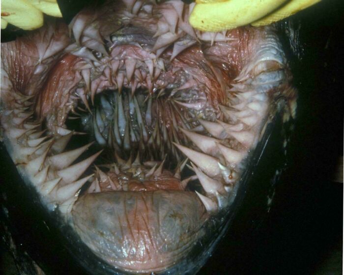 Close-up of a deep-sea fish with terrifying sharp teeth showcasing nature's power to stop people in their tracks.