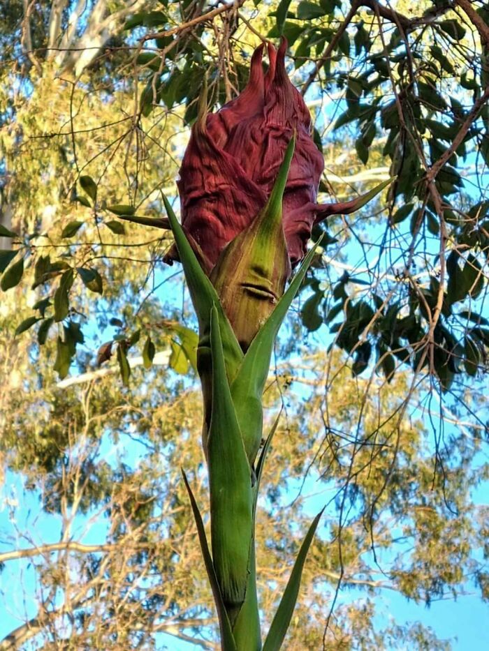 Unusual tall flower with a face-like pattern growing in natural surroundings, showcasing terrifying times nature stopped people.