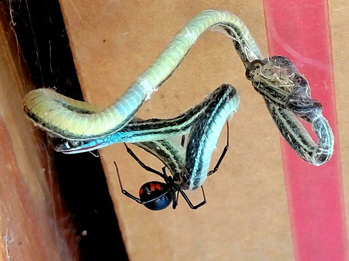 A close-up of a spider capturing a snake, illustrating terrifying times nature stopped people in their tracks.