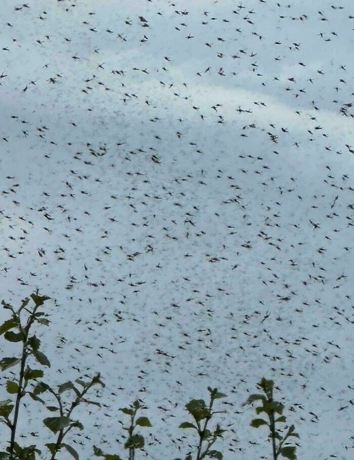 Massive swarm of insects filling the sky above plants, a terrifying nature moment that stopped people in their tracks.