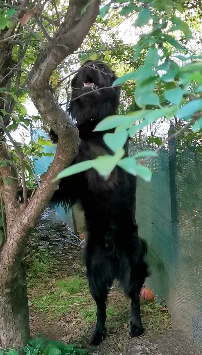 Black dog standing on hind legs, tangled in branches, showing chaotic pets being a playful menace outdoors.