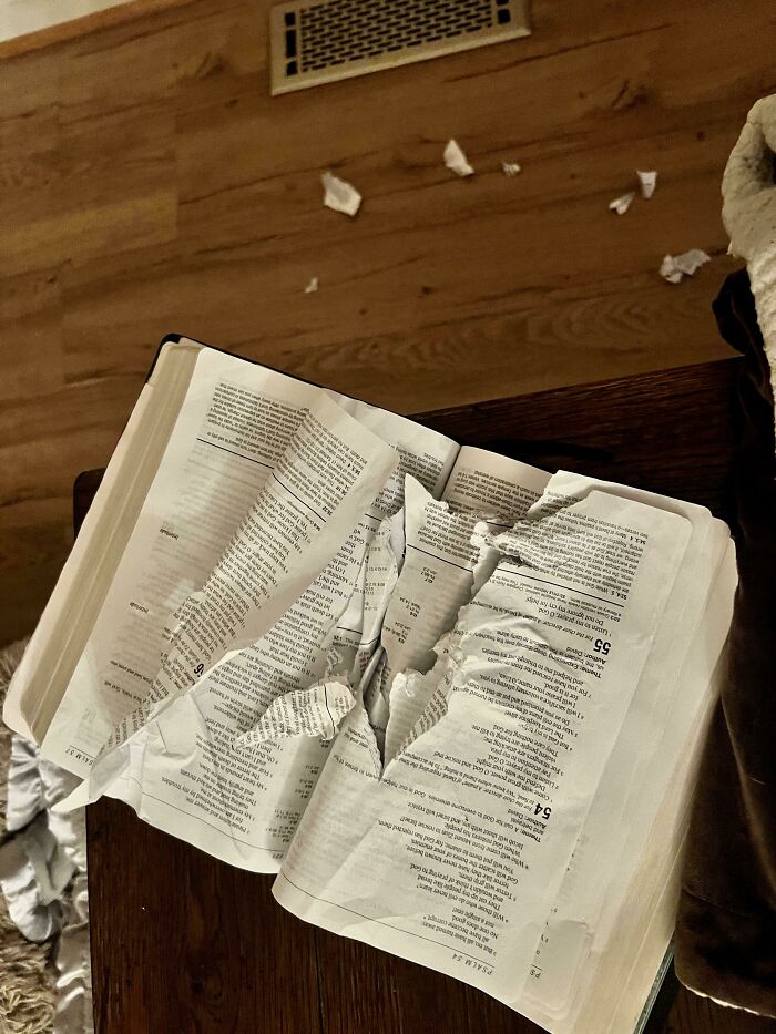 Torn book pages on a wooden table with shredded paper scattered, showing chaotic pets causing a mess at home.