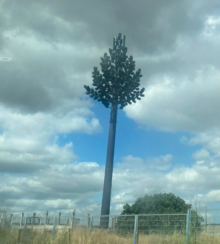 Cell tower disguised as a tree, an example of small genius things some countries do to blend technology with nature.