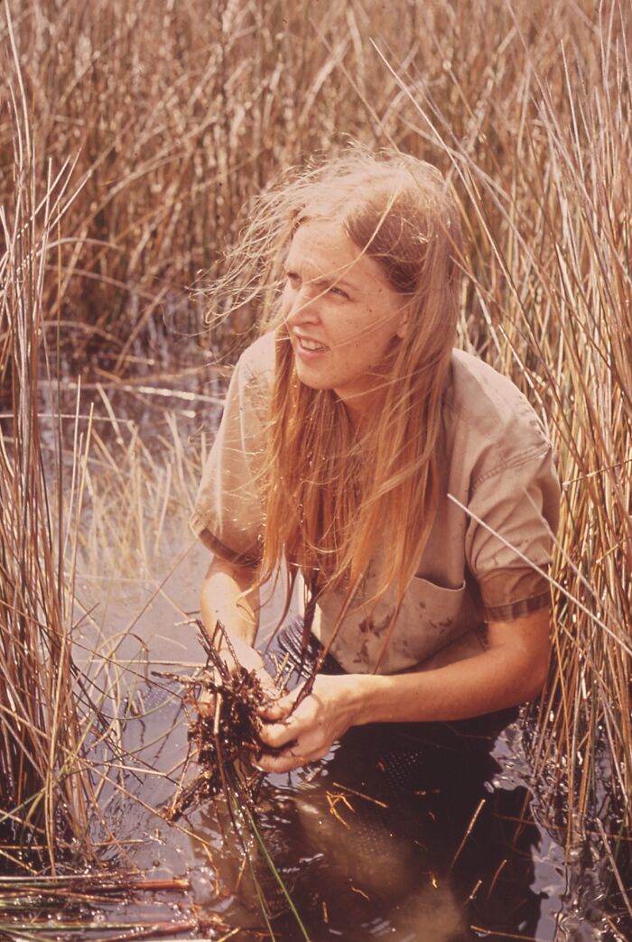 Woman in Florida wetlands working with reeds, representing women breaking barriers in the 1970s environment and conservation efforts.