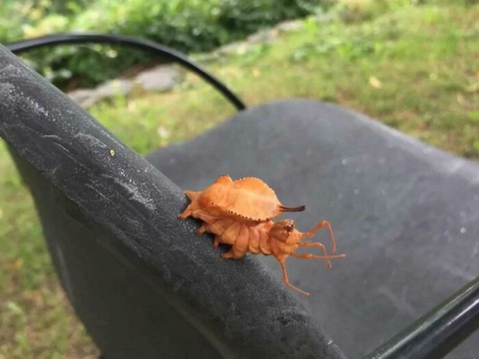 Close-up of a rare orange insect on a chair armrest, one of the terrifying times nature stopped people in their tracks.