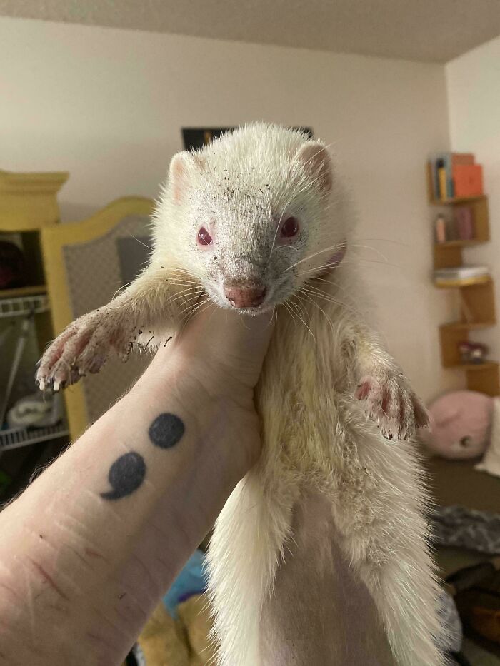 Dirty white ferret held up by hand showing chaotic pets being a menace inside a home.