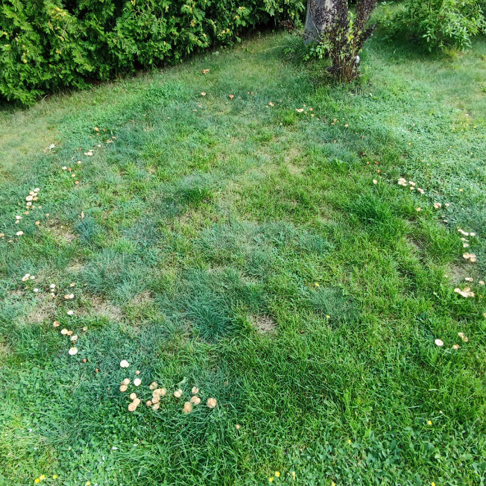 Circle of mushrooms growing in green grass, a striking natural phenomenon that stopped people in their tracks.