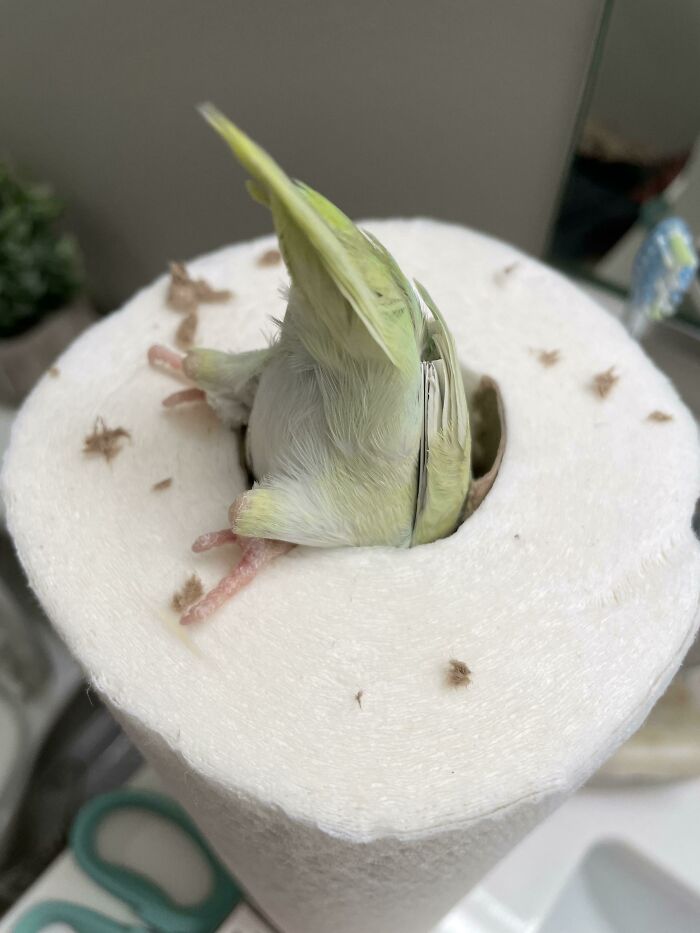 Small chaotic pet bird stuck upside down inside a paper towel roll, causing a funny mess in the bathroom.
