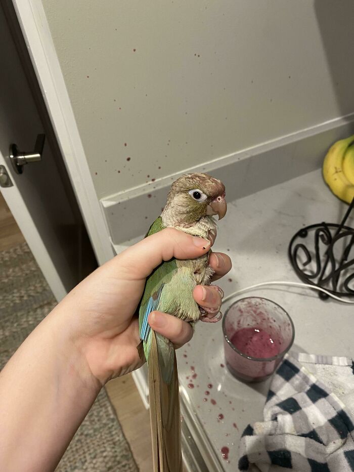 Small chaotic pet parrot held in hand with red splatters on wall and counter near spilled berry drink.