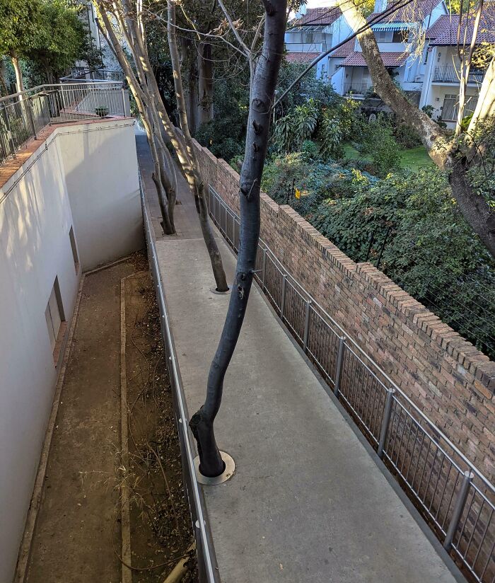 Concrete walkway in a hotel with trees growing through it, showing a major design fail in hotel construction.