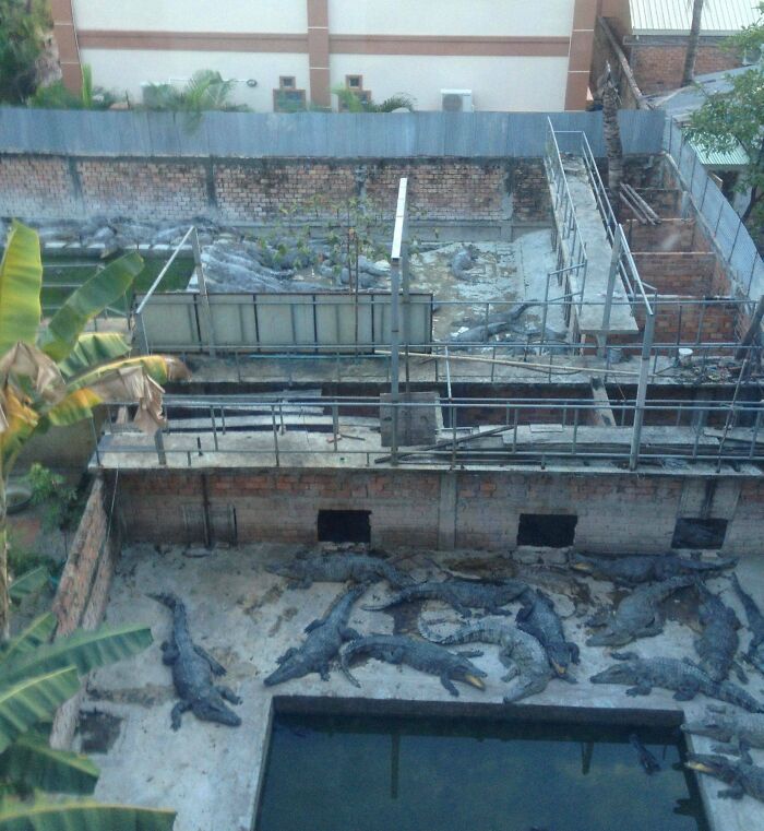 Hotel pool area filled with many large crocodiles showing a shocking hotel mess up from guest complaints online.