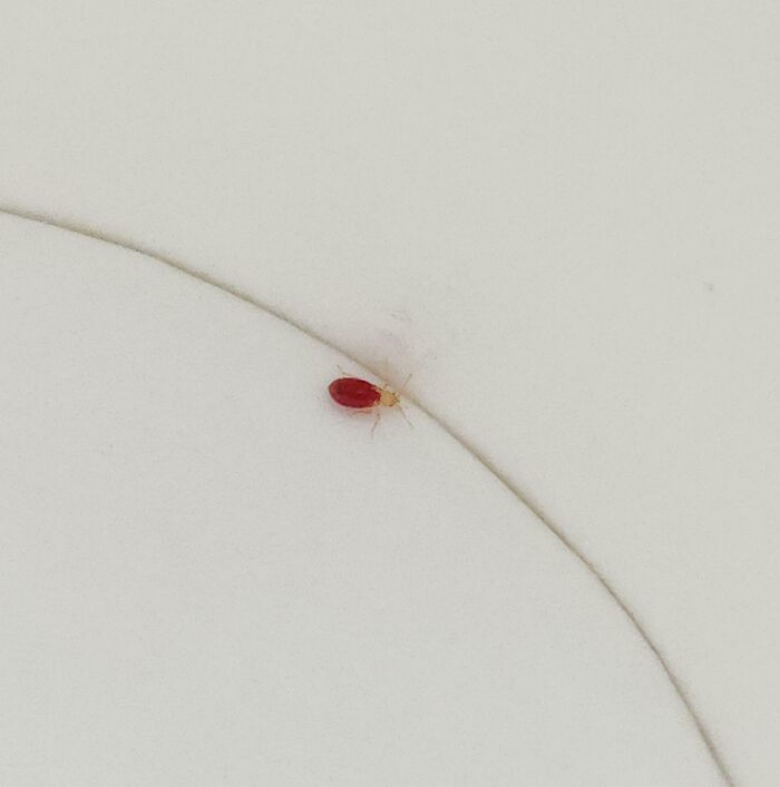 Close-up of a small red bug on a white surface, highlighting a hotel mess-up that made people vent online.