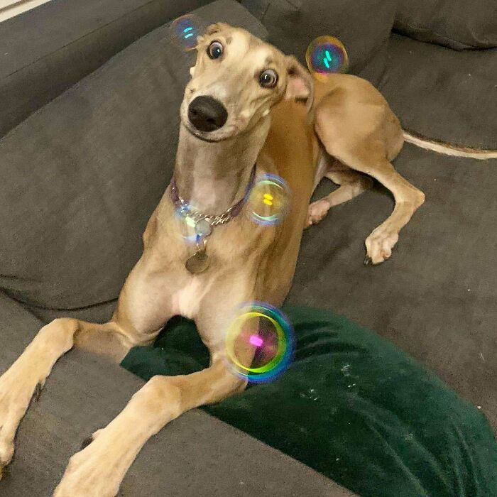 Unphotogenic dog with wide eyes lying on a couch surrounded by colorful bubbles in a playful setting.