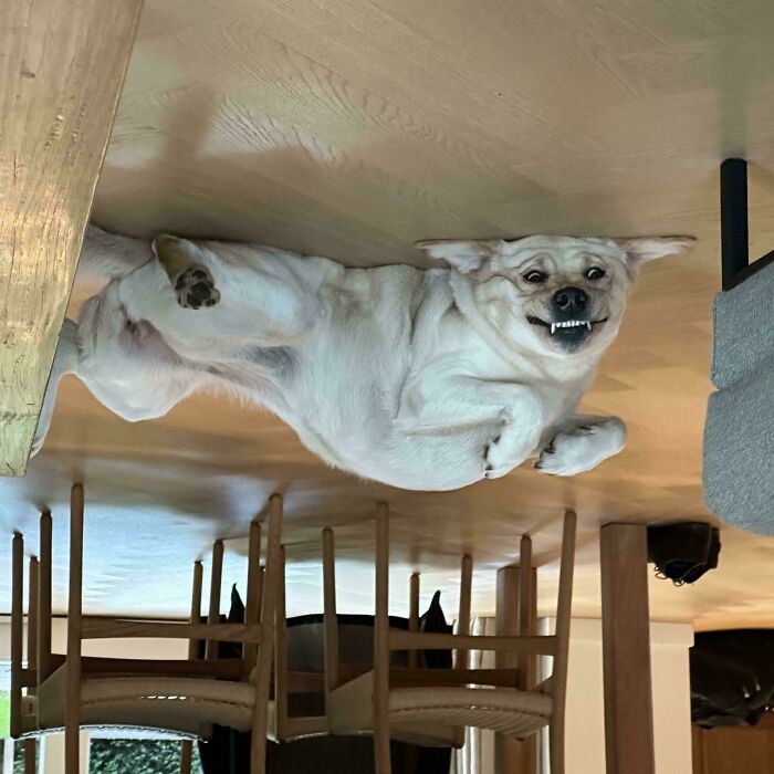 Unphotogenic dog lying upside down on the floor with a funny expression showing its teeth.