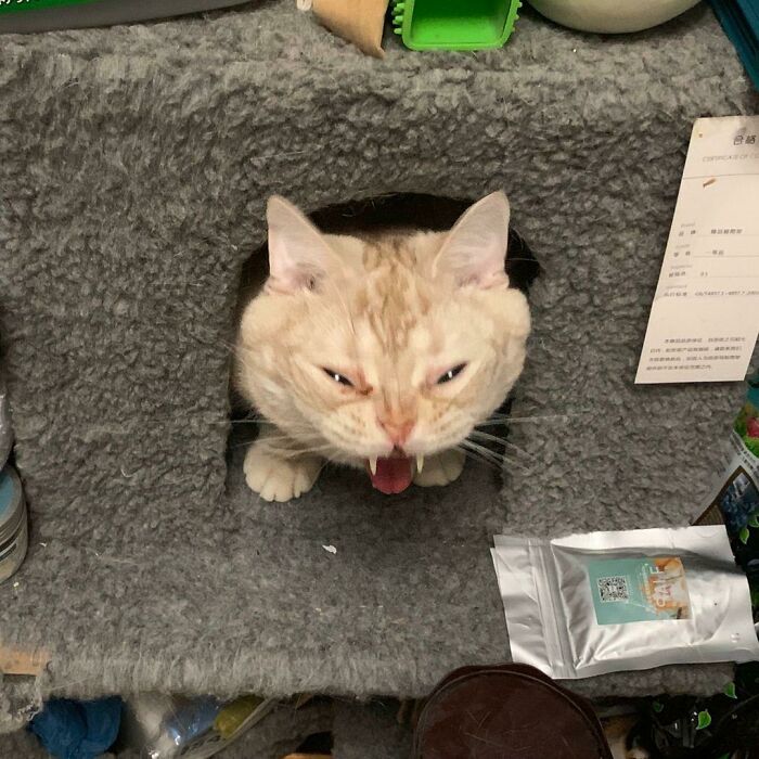 Unphotogenic cat making a funny face while peeking out of a gray carpeted cat house in a cluttered room.