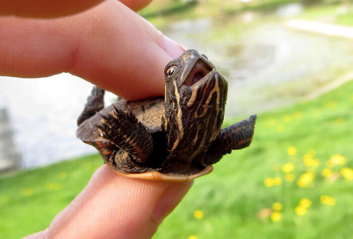 Close-up of a small turtle being held, showcasing a hilariously unphotogenic animal moment in bright outdoor setting.
