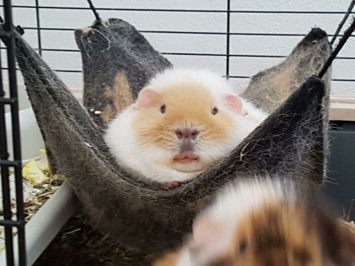 Close-up of an unphotogenic guinea pig resting in a hammock inside a cage, showcasing a funny animal moment.