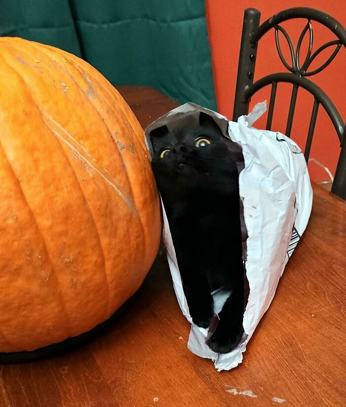 Black cat with wide eyes peeking out of a torn paper bag next to a large pumpkin, a funny unphotogenic animal moment.