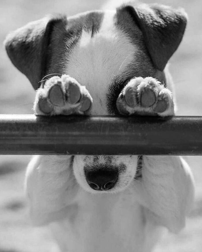 Cute puppy hiding paws over a bar in a breathtaking animal photo from a popular Instagram animal photography page.