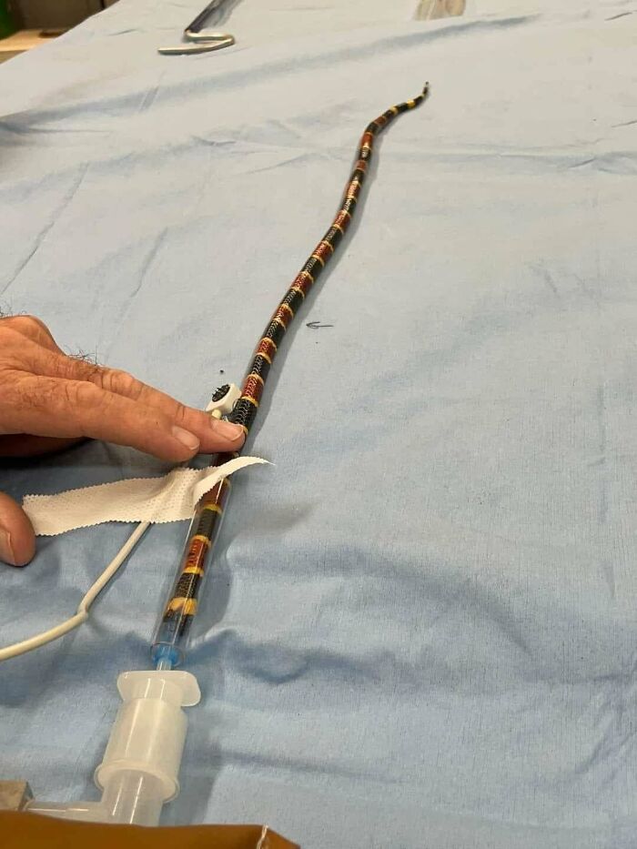 Long thin snake resembling a coral snake being examined on a medical drape, captured as an extraordinary and fascinating sight.
