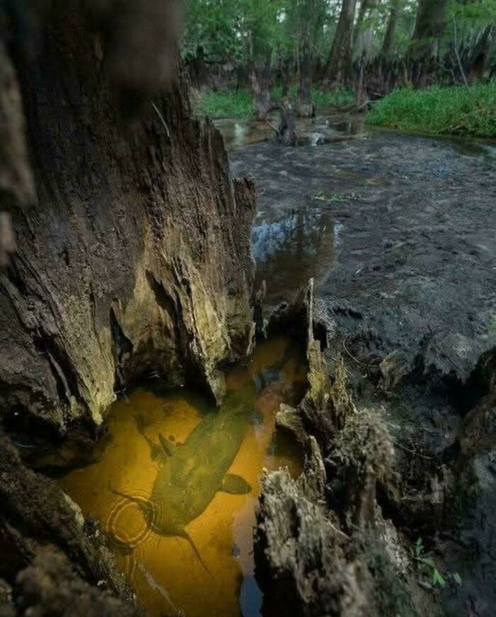 A fascinating aquatic creature hidden in a shallow woodland stream, capturing extraordinary nature discoveries.