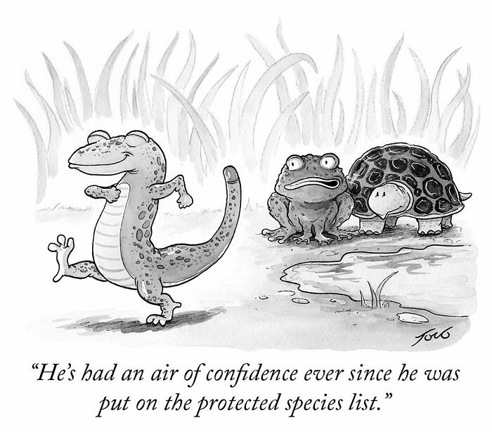 One-panel comic by Tom Toro showing confident lizard and worried frog and turtle with a clever caption.