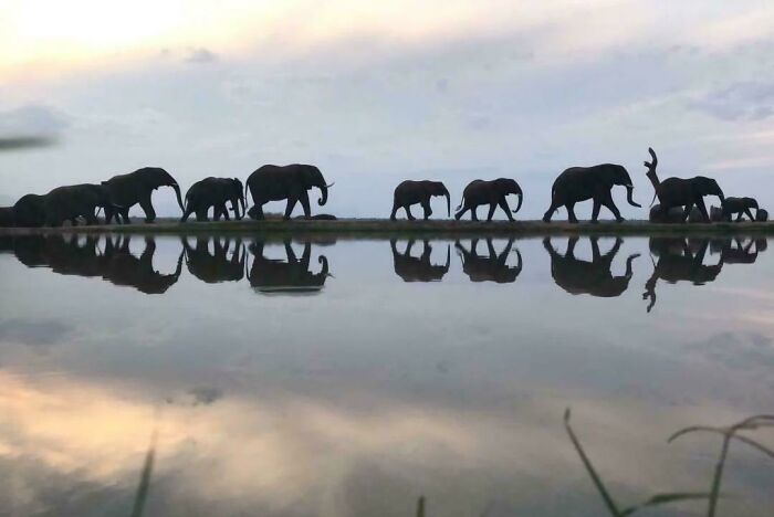 A herd of elephants walking along a waterbody with clear reflections, an extraordinary and fascinating sight.