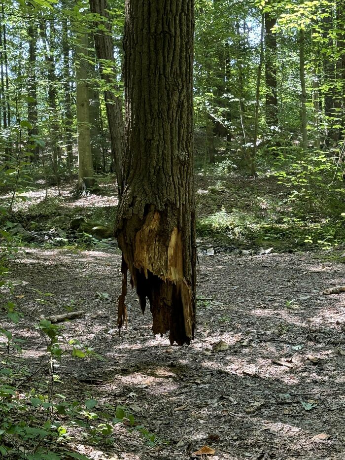 Half-rotten tree trunk suspended mid-air in a dense forest, one of the extraordinary and fascinating things people saw.
