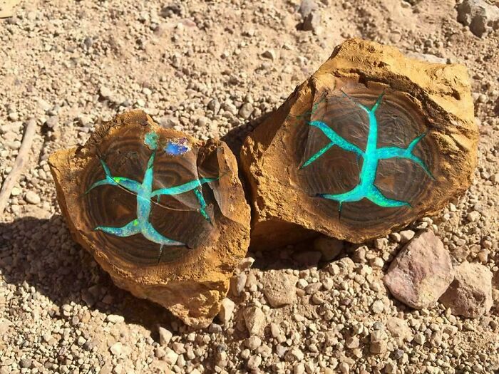 Rare petrified wood with vibrant blue mineral patterns in a dry desert, one of the extraordinary and fascinating things people saw.