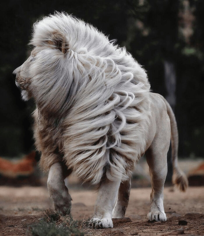 A majestic lion with an extraordinary mane featuring fascinating unique curls in a natural outdoor setting.