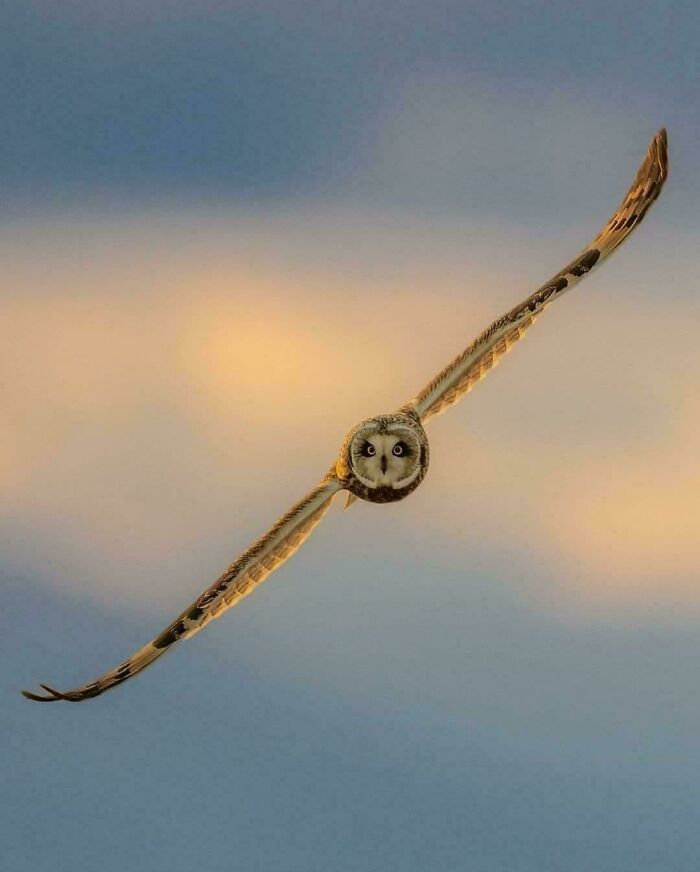 Owl in mid-flight at sunset, one of the extraordinary and fascinating things people saw and wanted to show others.