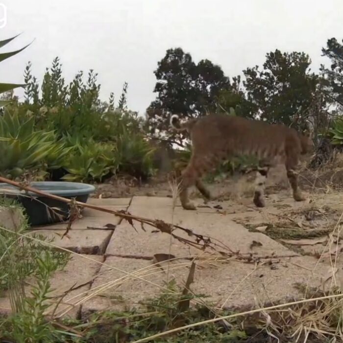 Bobcat walking in a yard with a water fountain and plants, captured by a camera monitoring regular visitors.