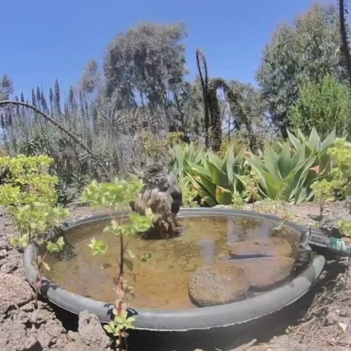 Bird perched on a water fountain in a garden with a camera capturing regular yard visitors on a sunny day.