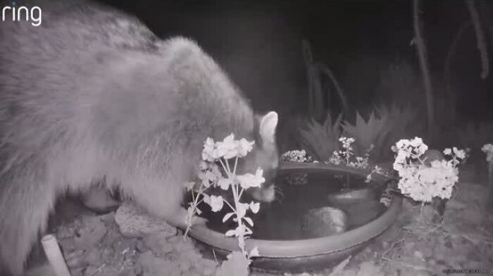 Raccoon drinking water from a fountain in a yard monitored by a security camera at night.