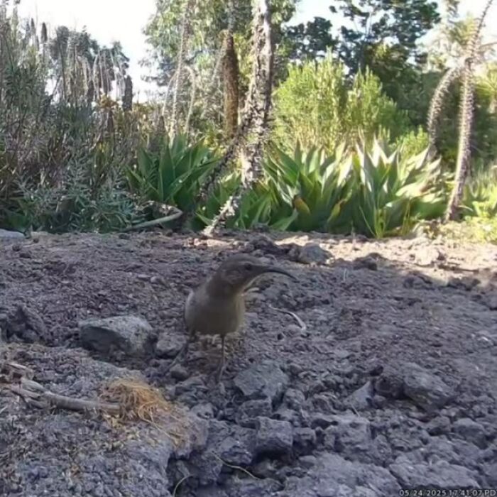 Small bird captured near a water fountain in a yard with camera monitoring regular visitors among the plants.