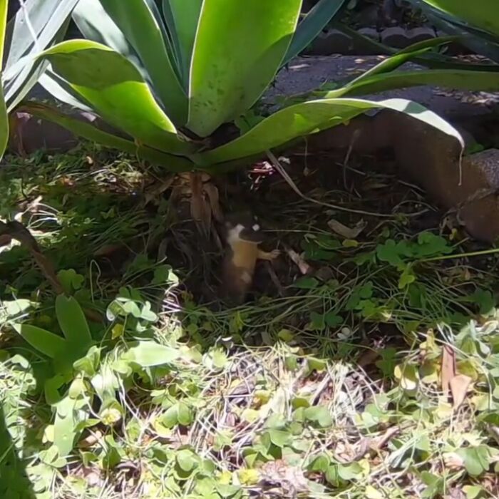 Small animal captured by camera near water fountain in yard with green plants and sunlight filtering through leaves.