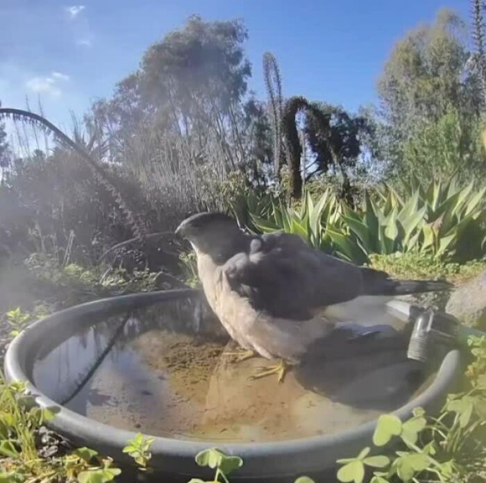 Bird enjoying water in a garden fountain captured by a camera showing regular visitors in the yard.