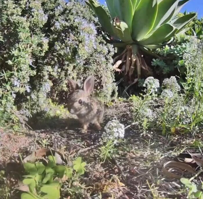Small wild rabbit captured by camera near water fountain in a garden with various plants and greenery.