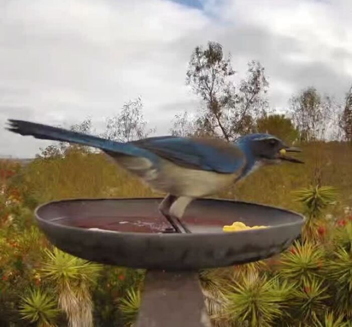 Blue bird drinking water from a fountain in a yard monitored by a camera capturing regular visitors.
