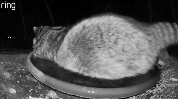 Raccoon captured by a yard security camera drinking from a water fountain at night as a regular visitor.