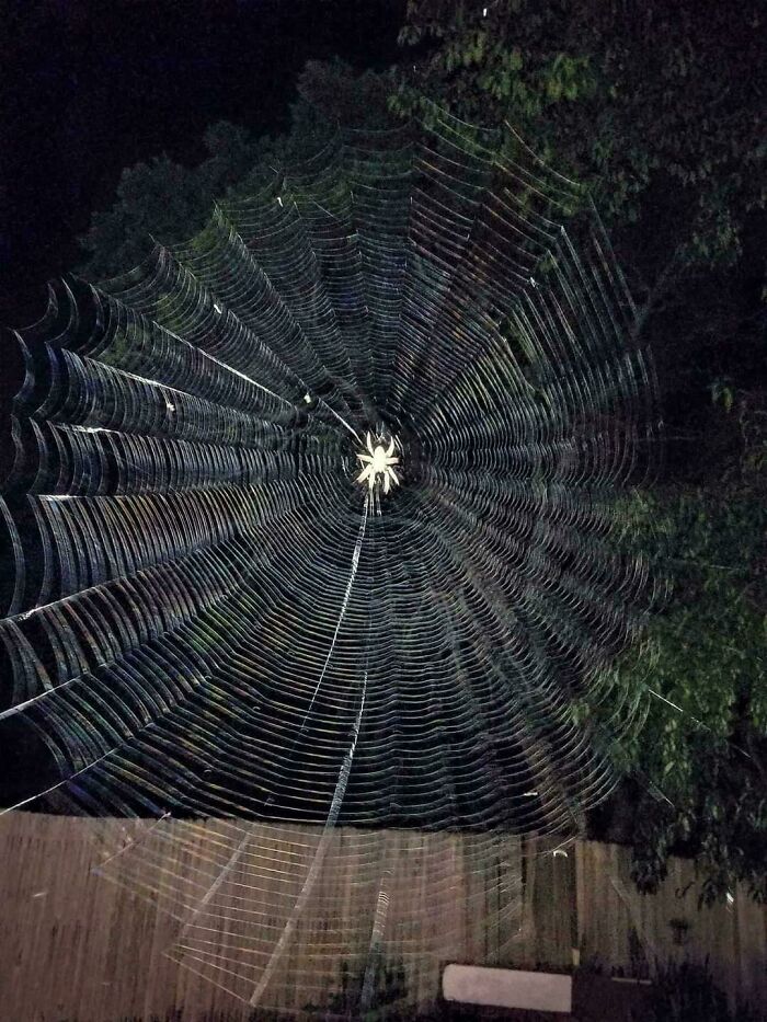 Large spider web with spider at the center in a backyard, an eerie example of terrifying nature stopping people in their tracks.
